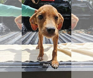 Mutt Dogs for adoption in Corinth, MS, USA