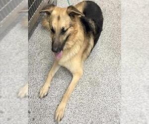German Shepherd Dog Dogs for adoption in Houston, TX, USA