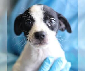 Mutt Dogs for adoption in San Antonio, TX, USA