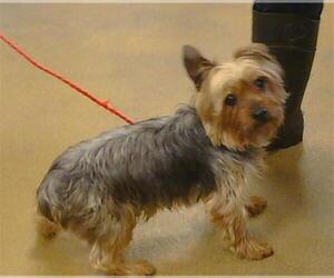 Mutt Dogs for adoption in Sacramento, CA, USA