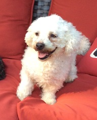 Bichon Frise Dogs for adoption in Tenafly, NJ, USA