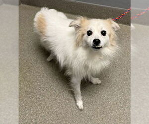 Paperanian Dogs for adoption in Las Vegas, NV, USA