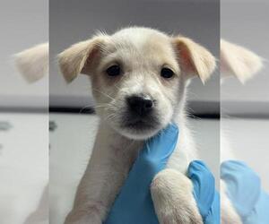 Chihuahua Dogs for adoption in Bakersfield, CA, USA