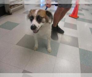 Australian Shepherd-Unknown Mix Dogs for adoption in Oklahoma City, OK, USA