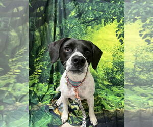 Pointer-Unknown Mix Dogs for adoption in Candler, NC, USA
