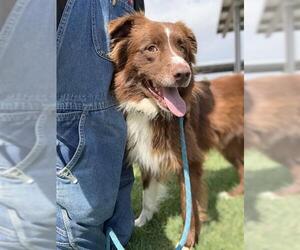 Border-Aussie Dogs for adoption in Riverside, CA, USA