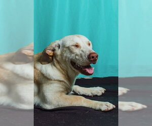 Retriever -Unknown Mix Dogs for adoption in Calgary, Alberta, Canada
