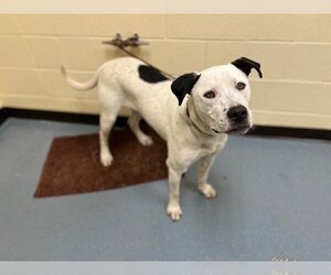 Bullypit Dogs for adoption in Denver, CO, USA