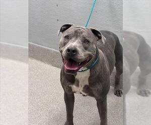 Mutt Dogs for adoption in Las Vegas, NV, USA