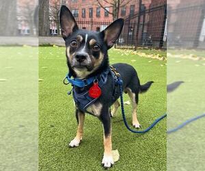 Chihuahua Dogs for adoption in Boston, MA, USA