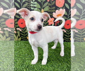 Chihuahua-Unknown Mix Dogs for adoption in Corona, CA, USA
