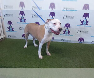 American Bulldog-Unknown Mix Dogs for adoption in Orlando, FL, USA