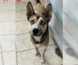 German Shepherd Dog-Siberian Husky Mix Dogs for adoption in Benton, PA, USA