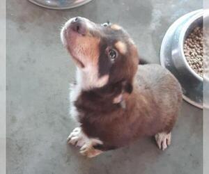 Australian Retriever Dogs for adoption in Bonifay, MO, USA