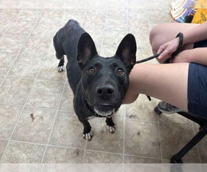 American Staffordshire Terrier-Unknown Mix Dogs for adoption in Raleigh, NC, USA