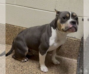 American Pit Bull Terrier-Unknown Mix Dogs for adoption in Springfield, MA, USA