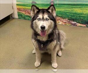 Siberian Husky-Unknown Mix Dogs for adoption in Moreno Valley, CA, USA