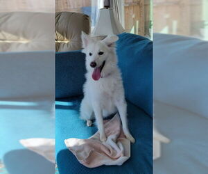 Medium Photo #3 American Eskimo Dog Puppy For Sale in Pikesville, MD, USA