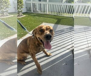 Mutt Dogs for adoption in Pompano Beach , FL, USA