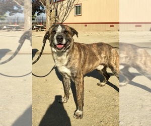 Saint Bernard-Unknown Mix Dogs for adoption in Carmichael, CA, USA