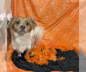 Chihuahua-Unknown Mix Dogs for adoption in Modesto, CA, USA