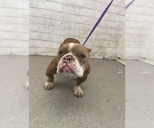 Bulldog-Unknown Mix Dogs for adoption in San Bernardino, CA, USA