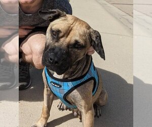 Boxer-Unknown Mix Dogs for adoption in Evergreen, CO, USA