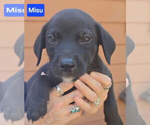 Labrador Retriever-Unknown Mix Dogs for adoption in Alexander, AR, USA