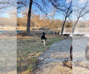 Australian Shepherd-Cocker Spaniel Mix Dogs for adoption in Island Lake, IL, USA