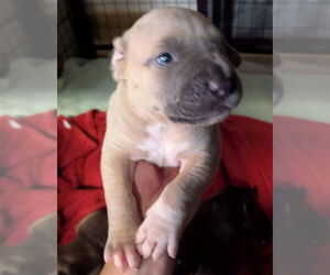 Mastiff Dogs for adoption in Riverside, CA, USA