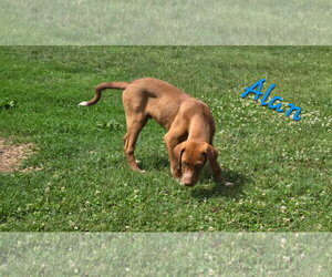 Labrador Retriever-Unknown Mix Dogs for adoption in Rutledge, TN, USA