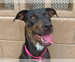 Mutt Dogs for adoption in Moreno Valley, CA, USA