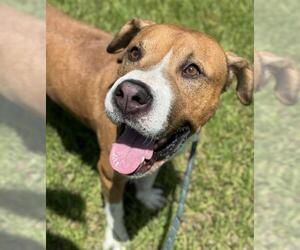 American Staffordshire Terrier Dogs for adoption in Fort Lauderdale, FL, USA