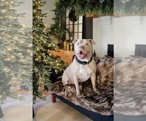 American Pit Bull Terrier Dogs for adoption in Springdale, PA, USA