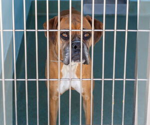 Medium Photo #1 Boxer Puppy For Sale in Pasadena, CA, USA