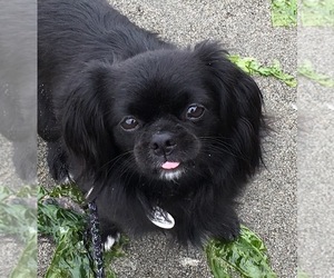 Pekingese-Unknown Mix Dogs for adoption in Issaquah, WA, USA