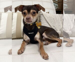 Chihuahua-Unknown Mix Dogs for adoption in Mundelein, IL, USA