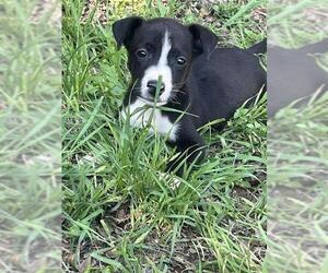 Labrador Retriever-Unknown Mix Dogs for adoption in San Antonio, TX, USA