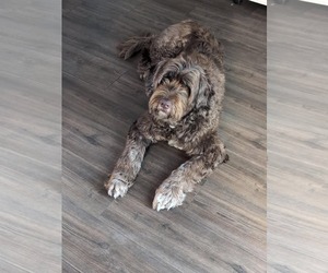 Portuguese Water Dog Dogs for adoption in Landenberg, PA, USA