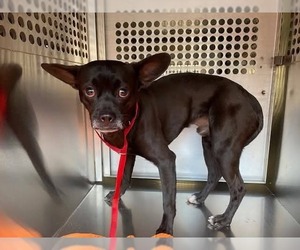 Boston Huahua Dogs for adoption in Chandler, AZ, USA