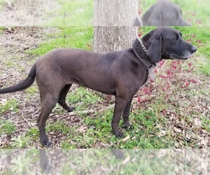 Labrador Retriever Dogs for adoption in Lone Oak, TX, USA