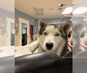 Siberian Husky Dogs for adoption in Riverside, CA, USA