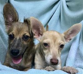 Chion Dogs for adoption in Kailua Kona , HI, USA