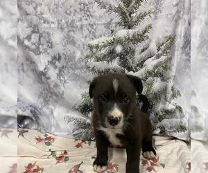 Border Collie-Unknown Mix Dogs for adoption in Modesto, CA, USA