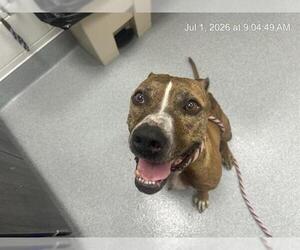 Boxer-Unknown Mix Dogs for adoption in Ocala, FL, USA