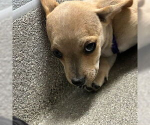 Mutt Dogs for adoption in Las Vegas, NV, USA