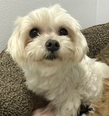 Maltese Dogs for adoption in Holden, MO, USA