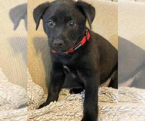 Labrador Retriever-Unknown Mix Dogs for adoption in Hedgesville, WV, USA