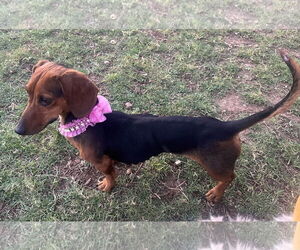 Dachshund Dogs for adoption in Phoenix, AZ, USA