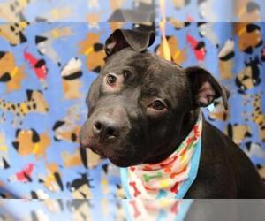 American Pit Bull Terrier Dogs for adoption in Fairbanks, AK, USA